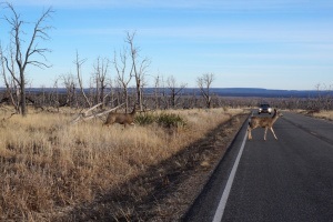 Buck Deer walks across road